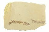 Shale With Dawn Redwood (Metasequoia) Fossils - Montana #356495-1